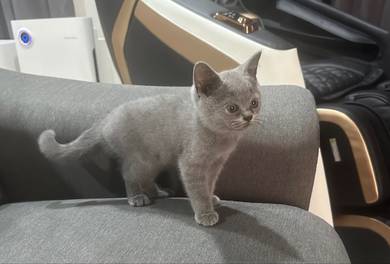 Bsh blue kitten british short hair