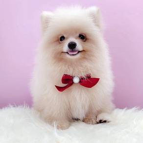 Pomeranian