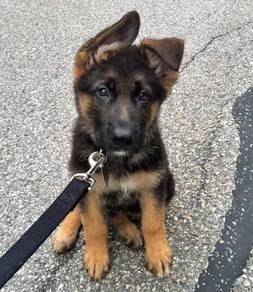 QW4000 MKA registered German Shepherd puppy - pure