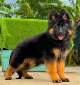 German Shepherd Best Quality Puppy