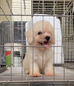 Bichon puppy