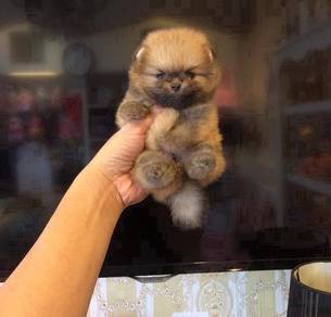 HH33_P988 bear face tiny Pomeranian puppies dogs