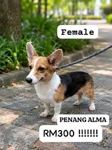 corgi for adoption cute one 