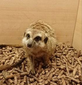 Meerkat