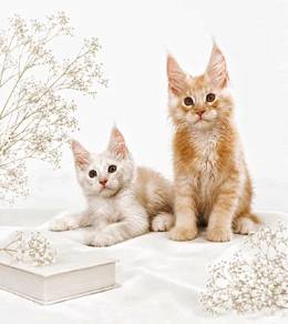 Maine Coon