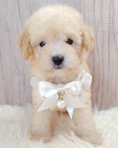 Poodle