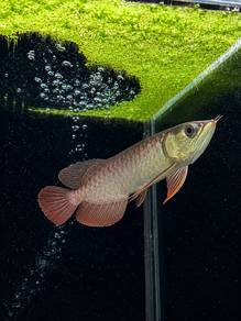 Banja Red Arowana