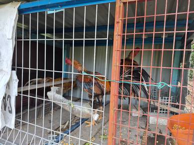 ayam sabung, siam, pokoy, pama