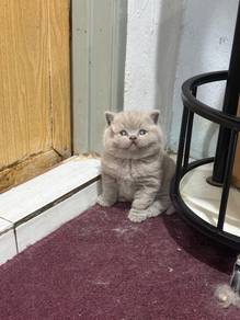 bsh lilac 