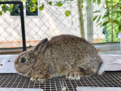 Arnab Mini ND - Netherland Dwarf