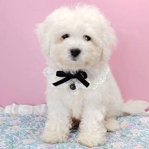 Bichon Frise