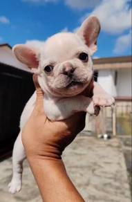 French bull