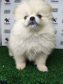 Pomeranian cream white