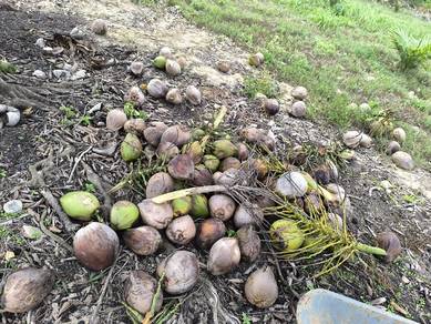 kelapa tua