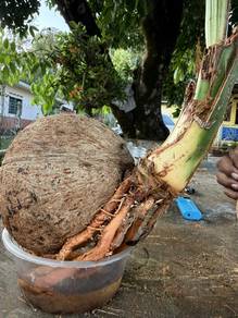 Bonzai kelapa