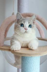 Munchkin blue golden white male