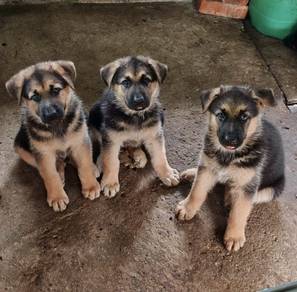 German Shepherd Puppies