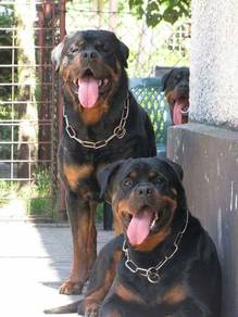 rottweiler puppies 017