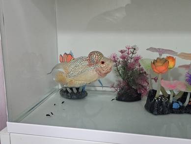 Flowerhorn