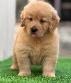 Golden Retriever a