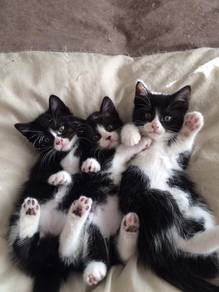 Tuxedo Kitten