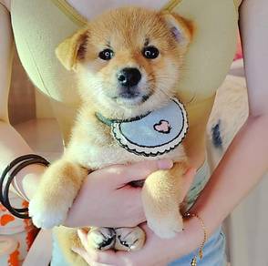 Shiba Inu