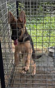 German shepherd