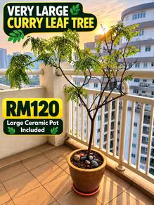 Very Large Curry Leaf Tree 125cm+Large Ceramic Pot