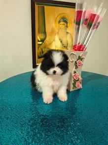 Teacup pomeranian