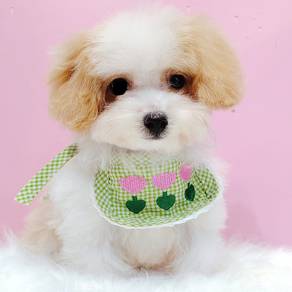 Maltipoo poodle mix maltese