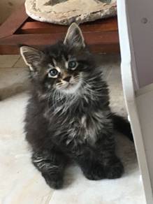 Persian Mainecoon Kitten