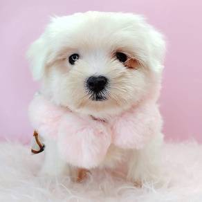 Maltese