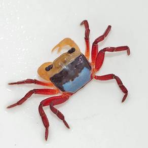 Freshwater Crab