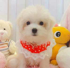 Maltese
