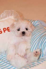 J0717 Maltipoo Small Cute Teddy Bear Face Puppy