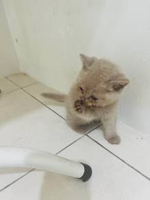 kucing untuk di jual