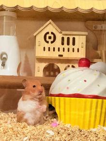 Syrian Hamster utk dijual