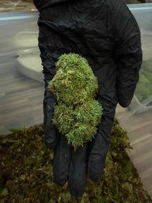 Live Moss🍀🍀🍀