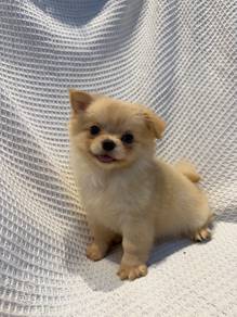 Long Coat Chihuahua  🐾