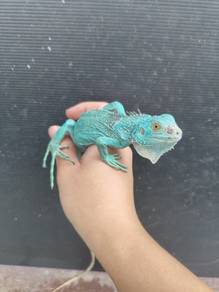 Blue Iguana + Chips