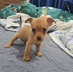 Miniature Pinscher