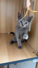 British Shorthair Female Kitten