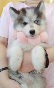 Husky