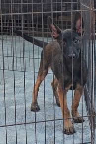 Belgium Shepherd Puppy