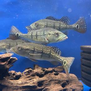 Peacock Bass / Cichla temensis