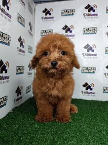 Toy poodle red teddy bear face