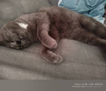 bsh for rehome