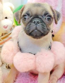 Pug
