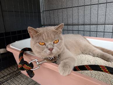 Kucing BSH - 1 Year +