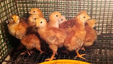 Anak Ayam Penelur Baka RIR
